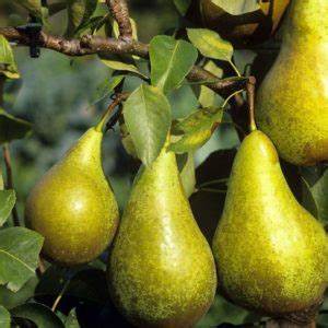 Poires Conférence par 500g (CC)