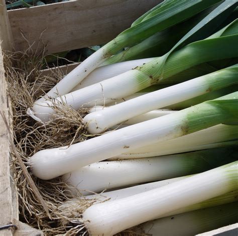 Poireaux par 500g (CC)