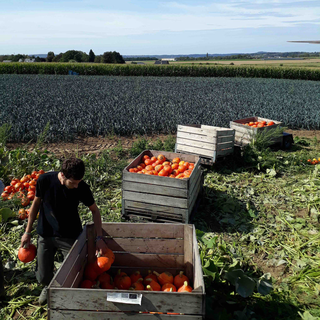 Potimarron (+/- 1kg) (CC)