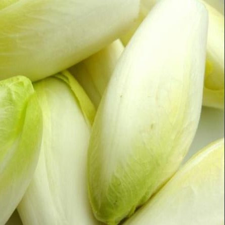 Chicons par 500g (6.99€/kg ) (BE)