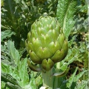 Artichaut Imperial Star (graines) - "Semailles"