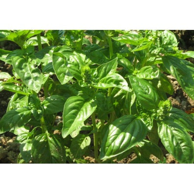 Basilic Grand Vert (graines) - "Semailles"