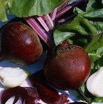 Betterave rouge Globe (graines) - "Semailles"