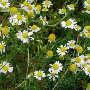 Camomille Matricaire (graines) - "Semailles"