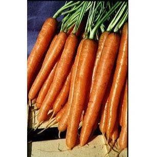 Carottes hâtives d'Amsterdam (graines) - "Semailles"