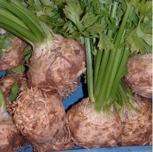 Céleri Rave Monarch (graines) - "Semailles"