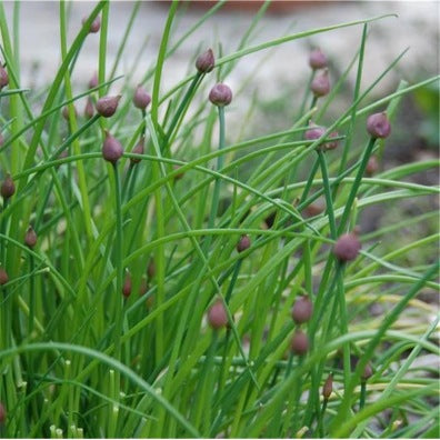 Ciboulette commune (graines) - "Semailles"