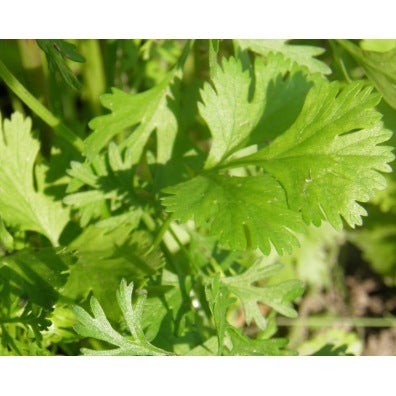 Coriandre (graines) - "Semailles"