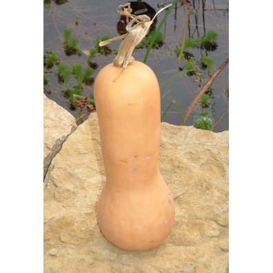 Courge musquée Butternut (graines) - "Semailles"