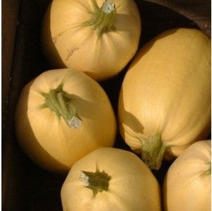 Courge Spaghetti (graines) - "Semailles"
