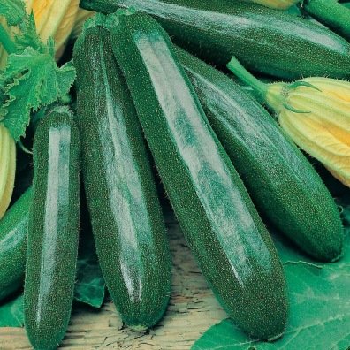 Courgette Black Beauty (graines) - "Semailles"