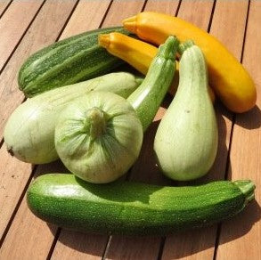Courgettes en mélange (graines) - "Semailles"