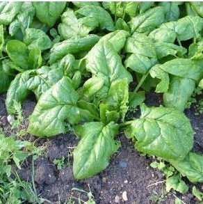 Epinard Hâtif à grandes feuilles (graines) - "Semailles"