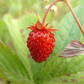 Fraisier des 4 saisons "Reine des Vallées" (graines) - "Semailles"
