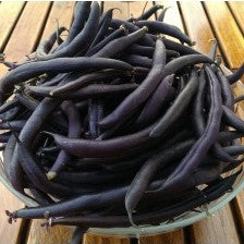 Haricot Purple Teepee (graines) - "Semailles"