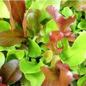 Laitues à couper en mélange (graines) - "Semailles"