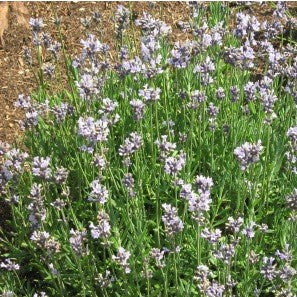 Lavande officinale (graines) - "Semailles"