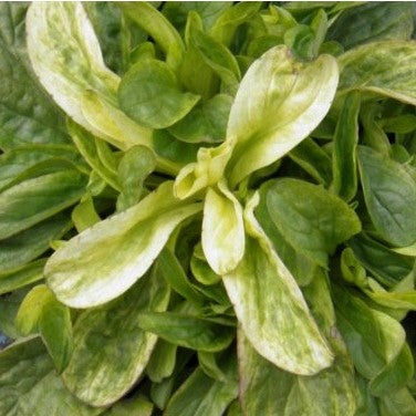 Mâche bigarrée de Huy (graines) - "Semailles"