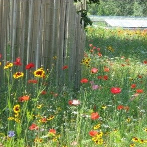 Mélange prairie fleurie (graines) - "Semailles"