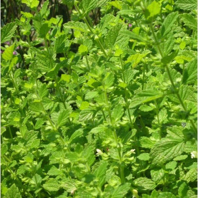 Mélisse (graines) - "Semailles"