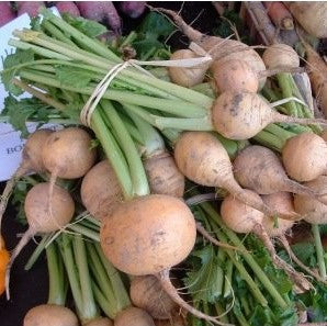 Navet Boule d'or (graines) - "Semailles"