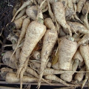 Panais de Guernesey (graines) - "Semailles"