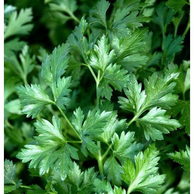 Persil commun (graines) - "Semailles"