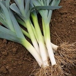 Poireau de Liège (graines) - "Semailles"