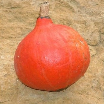 Potimarron Red Kuri (graines) - "Semailles"