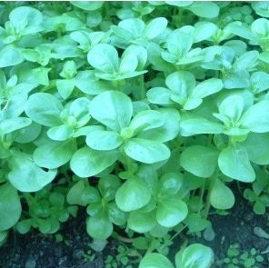 Pourpier d'été vert (graines) - "Semailles"