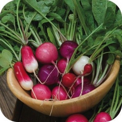 Radis en mélange (graines) - "Semailles"