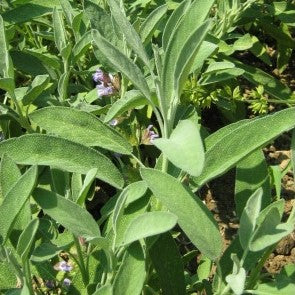 Sauge officinale (graines) - "Semailles"