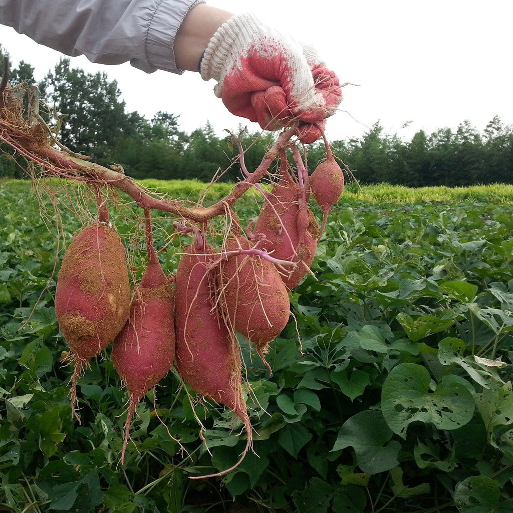 Patates douces par kg (CC)
