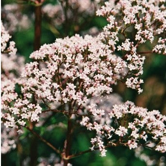 Valériane officinale (graines) - "Semailles"