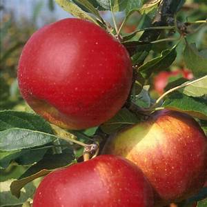 Pommes à cuire par 500g  (CC)