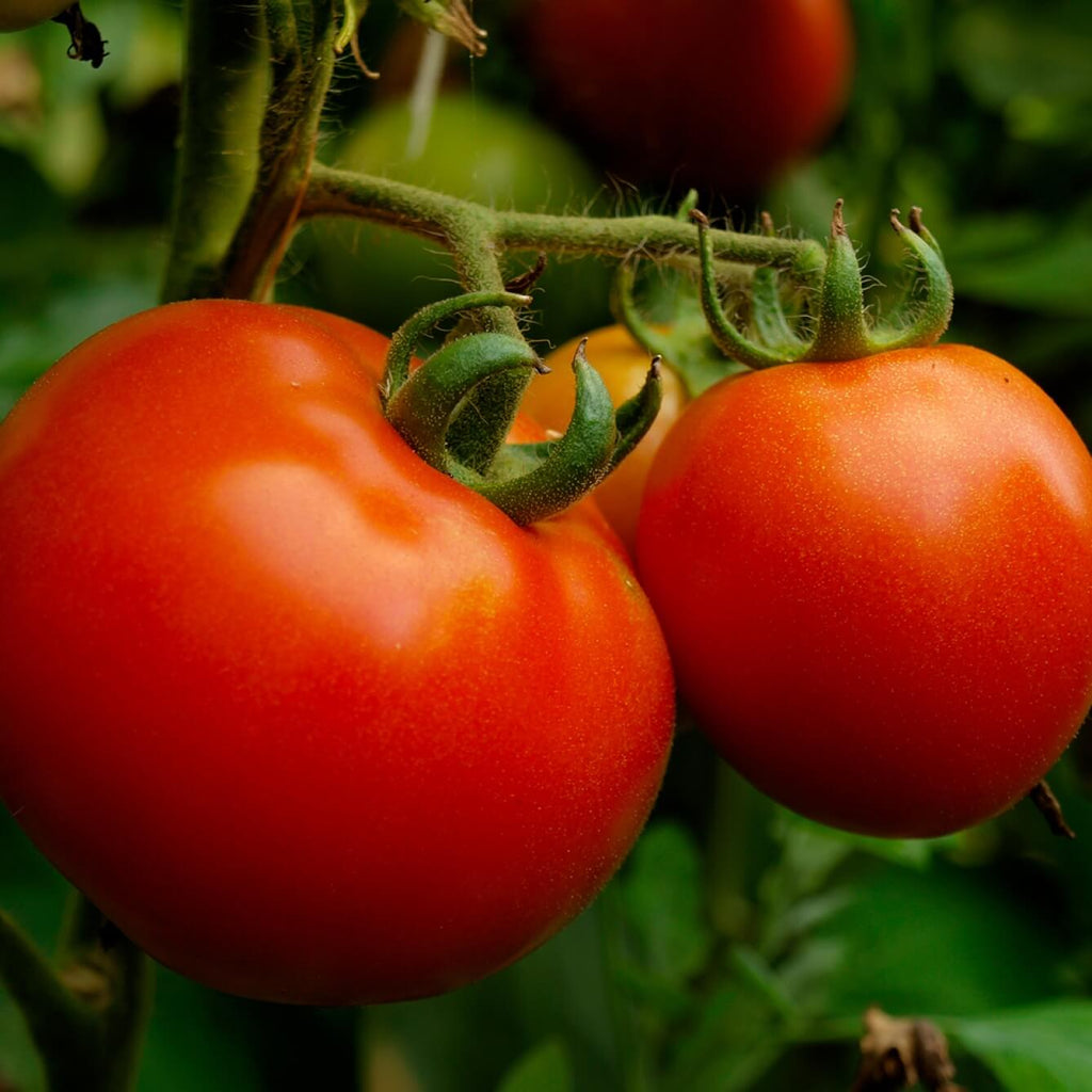 Tomates rondes (BE) par 500g