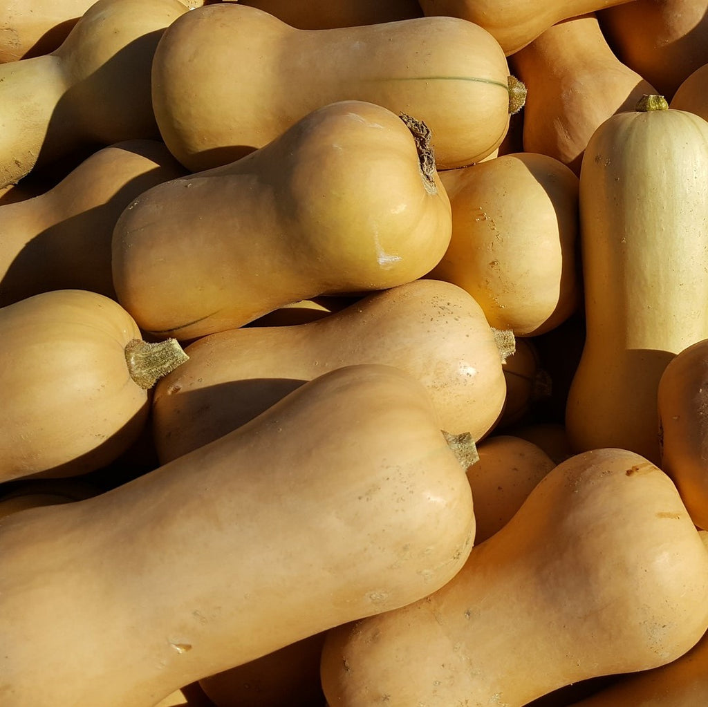 Butternut (2.8€/kg - +/- 1kg) (CC)