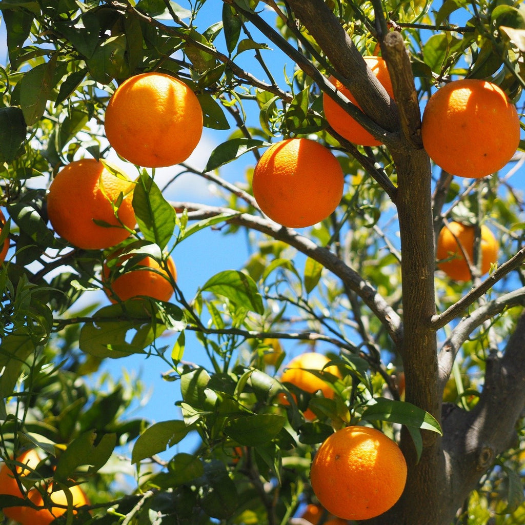Oranges par 500g - (IT)