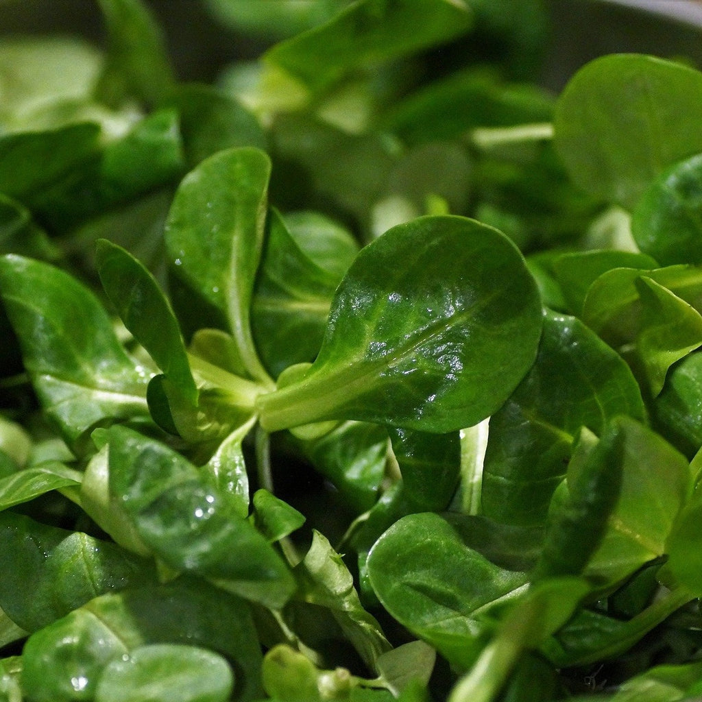 Mâche par 100g (Salade de Blé) - CC