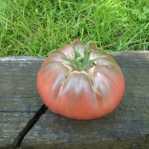 Tomate Noire de Crimée (graines) - "Semailles"